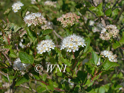 Physocarpus-opulifolius eastern-ninebark